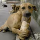 BREADDOGGIE