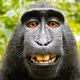 Simian-Sniper