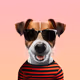 nftpetclub