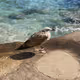 maremaremare