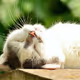 BeautifulCat