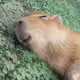 Capybarasforpresident