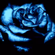 Bluetiger4268