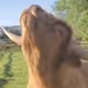 yewgoat223