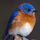 BlueBird77