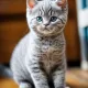 VladyCat