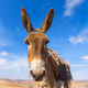 MrMule