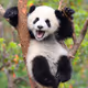 NoPanda_13