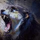 Lionsw
