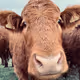 COW300684