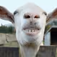 goatgoatgoat1337