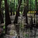 BAYC-SWAMP
