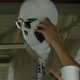 4lenix