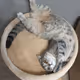 A_cat_named_Icq