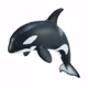 killerwhalesxxx