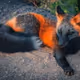 blackfox_