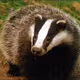 AgentBadger