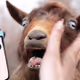 Slappedthegoat
