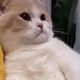 GatoSado