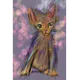 PsychedelicPets