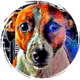 TheCryptoHowl