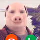 Pig_master_7895