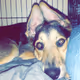 Shmoopy_buyer