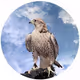 Royal_Falcon