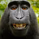 monkeymoney