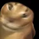 NtroTT