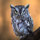 NightOwl89