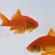 Gold_Fish