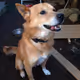 Shyuu_Dog_NFT
