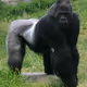 UntangledGorilla2
