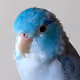 LilBuster