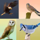 PolyBirds