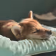 Whooni-Shiba
