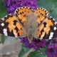 desert_butterfly