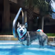 HungryHusky