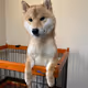 SHIBlove_