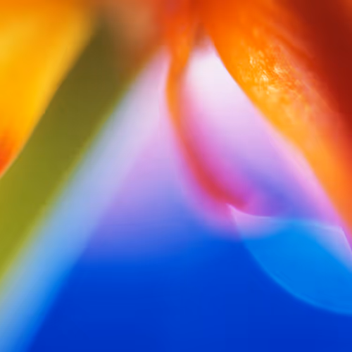 OpenSea banner for @flowers