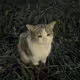 danya4358