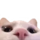 whtvrr