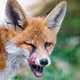 bigredfox123