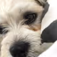 SammyBDoggie