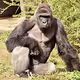__Harambe__