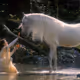PONYSUS