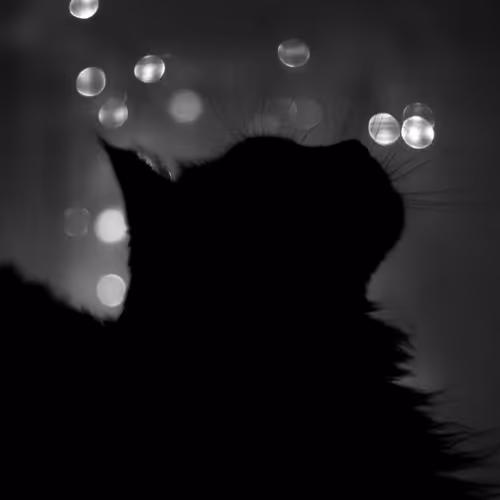 OpenSea profile picture for @unused