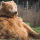 Bipolar_Bear