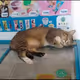 MahatranCats